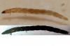 Dasyhelea sp.